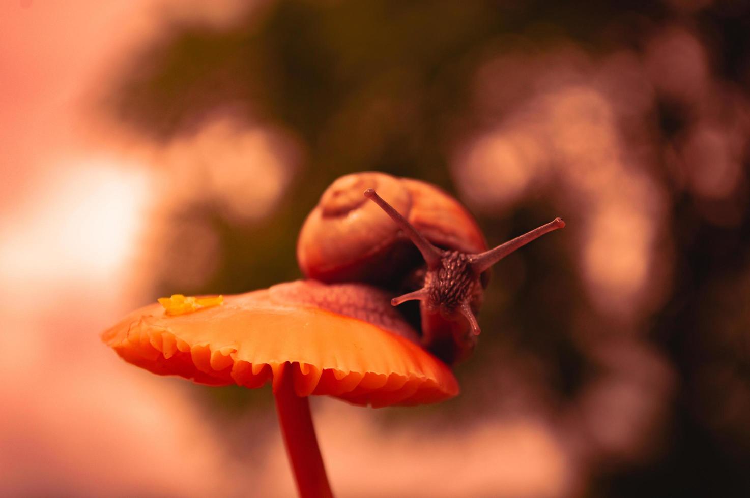Burgundy snail at sunset in dark red colors and in a natural environment photo