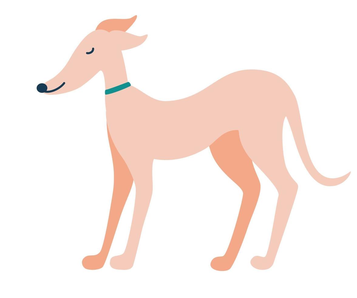 Greyhound dog English dog Greyhounds characters Beautiful graceful dog stands Flat Vector illustration