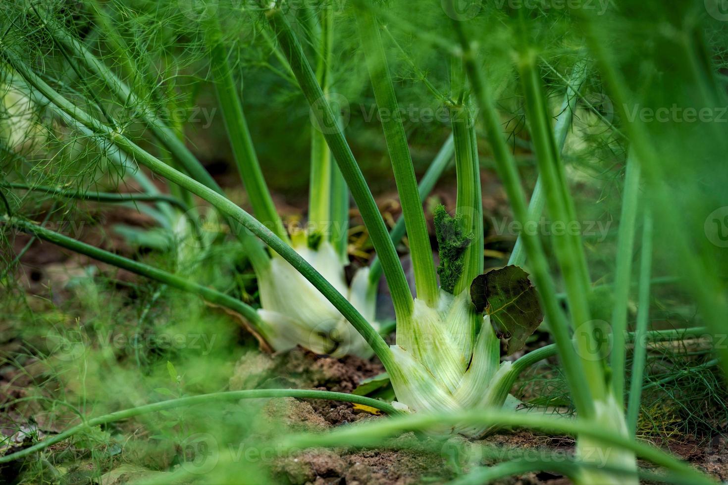 Green fennel grows on a field in a row with blurred background photo