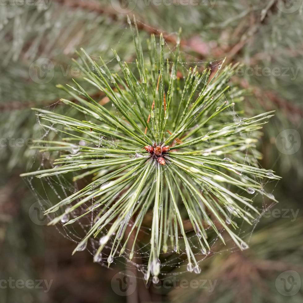 View from above on a young shoot a pine tree with dew drops photo