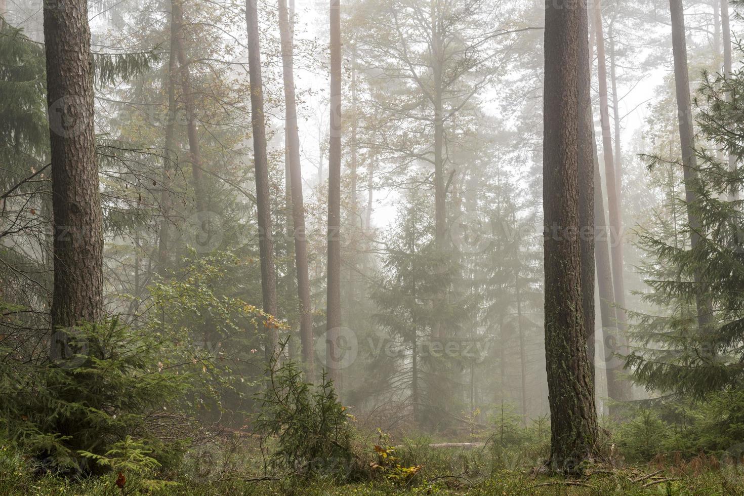 bosque en la niebla con pinos árboles de hoja caduca y abetos suelo cubierto de musgo y helechos foto