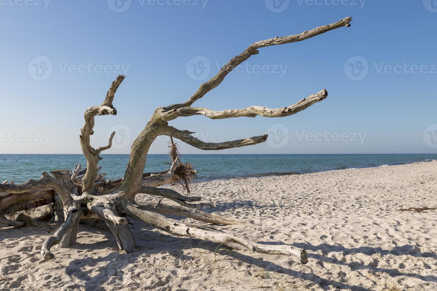 Old tree root is weathered on a beach overlooking the sea photo