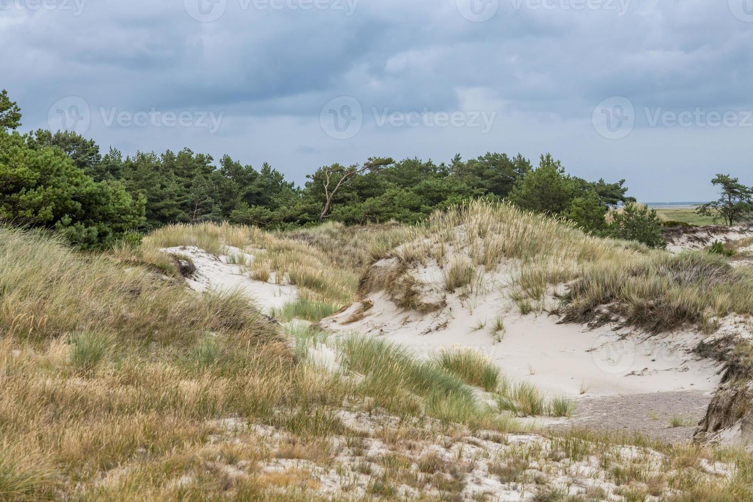 German Baltic Sea coast with sand dunes grass water and sky photo