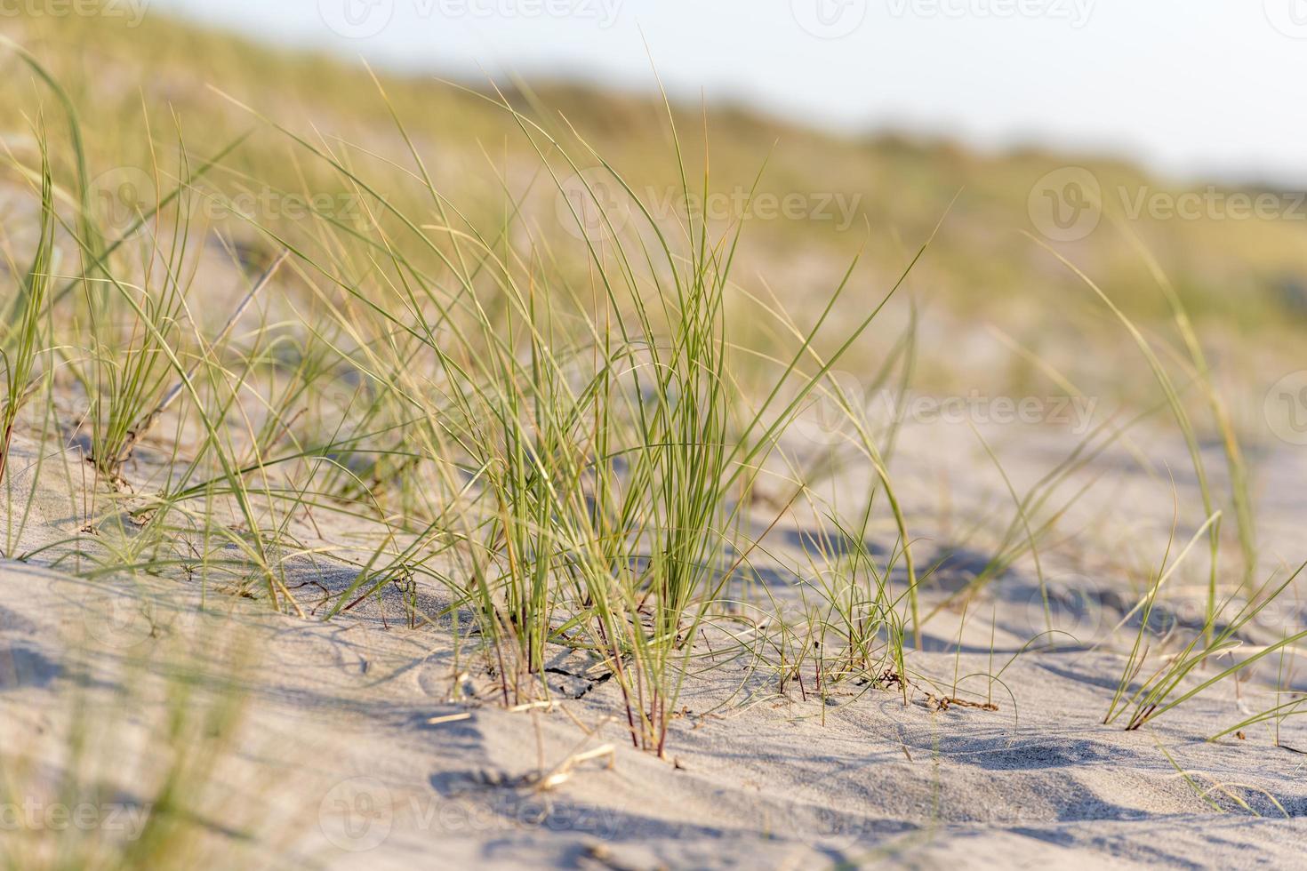 German Baltic Sea coast with sand dunes grass water and sky photo