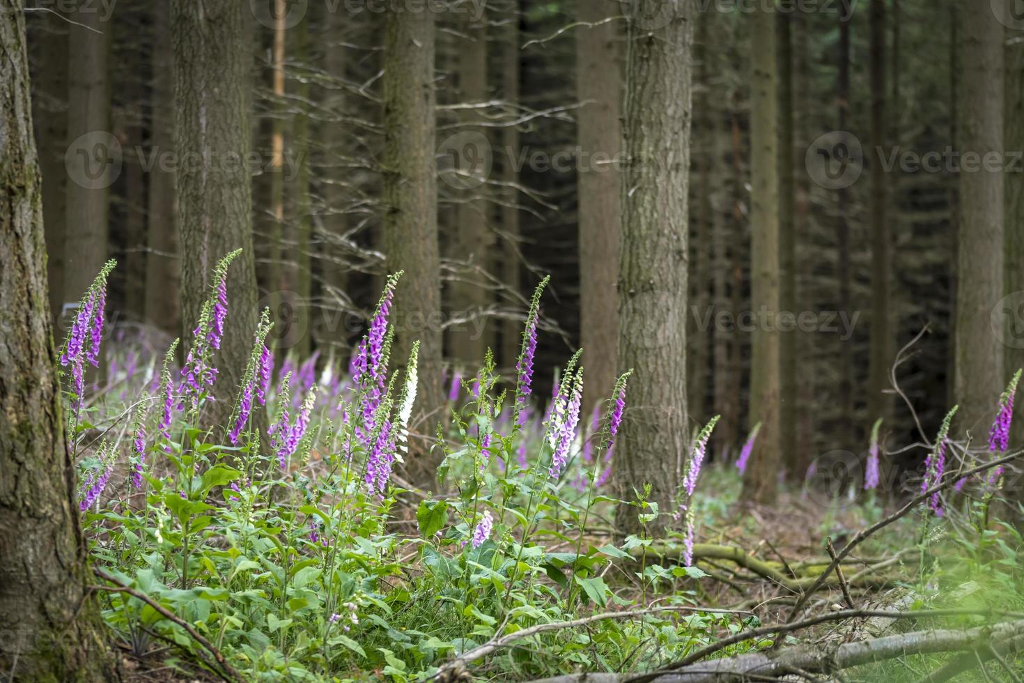 Blooming Red Foxglove in the forest among coniferous trees photo