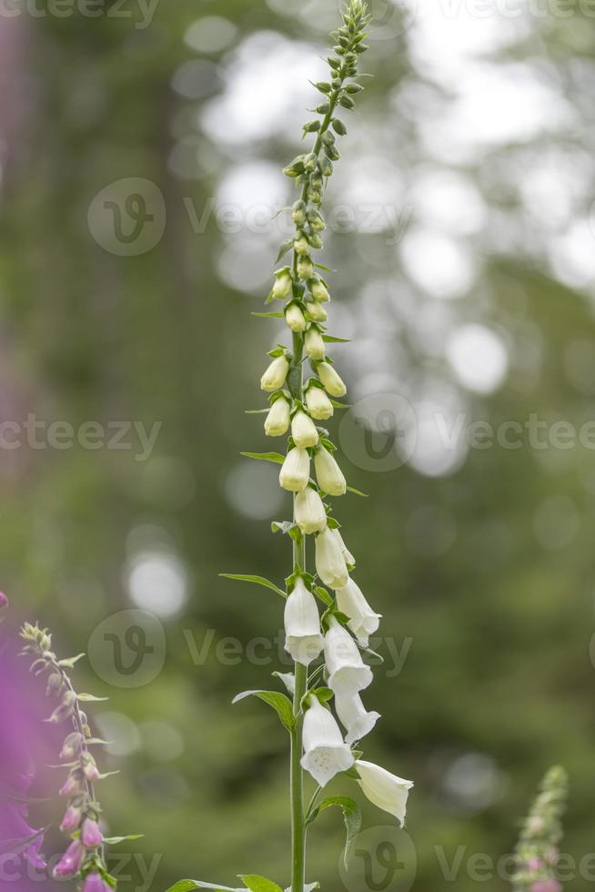 Blooming white Foxglove in the forest in front of blurred background photo
