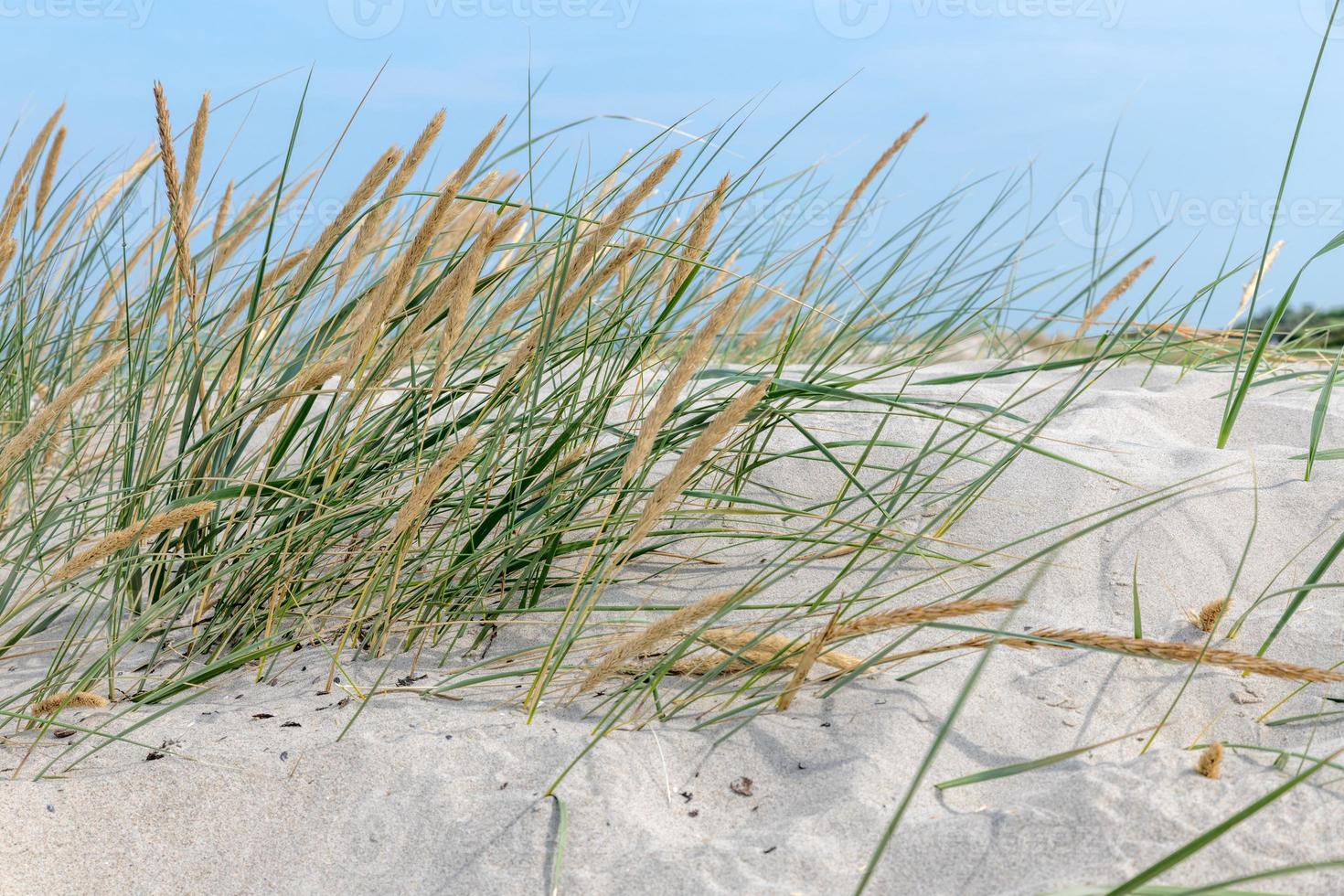 German Baltic Sea coast with sand dunes grass water and sky photo