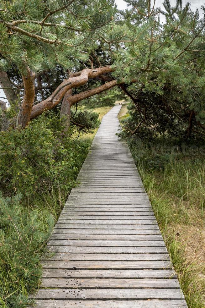 Muelle de madera en la reserva natural de la costa báltica con pinos y pasto foto