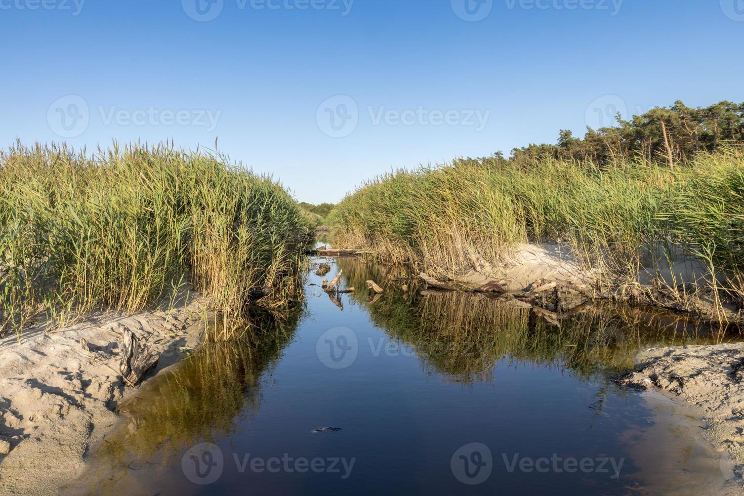 Canal de drenaje en la costa del mar Báltico cerca de Darss en Alemania con juncos y hierba foto