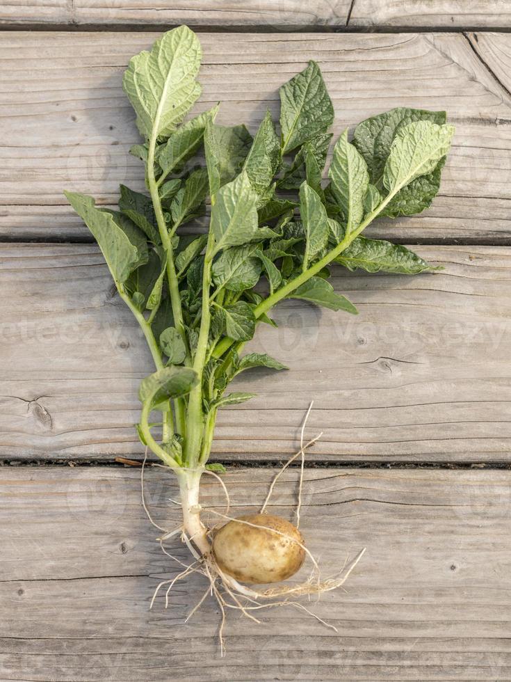 Complete young potato plant with tuber and leaves on wooden boards photo