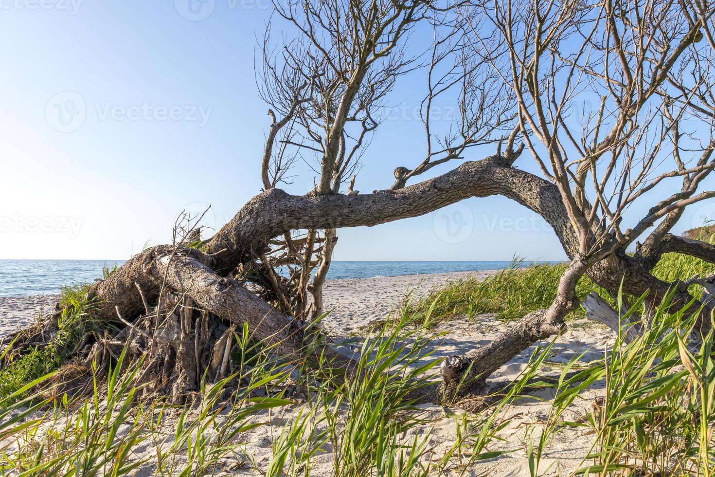 Pine forest on the German Baltic coast with dunes and sand photo