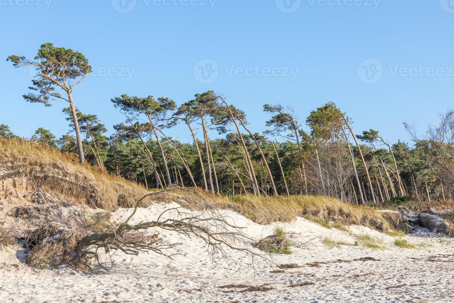 Pine forest on the German Baltic coast with dunes and sand photo