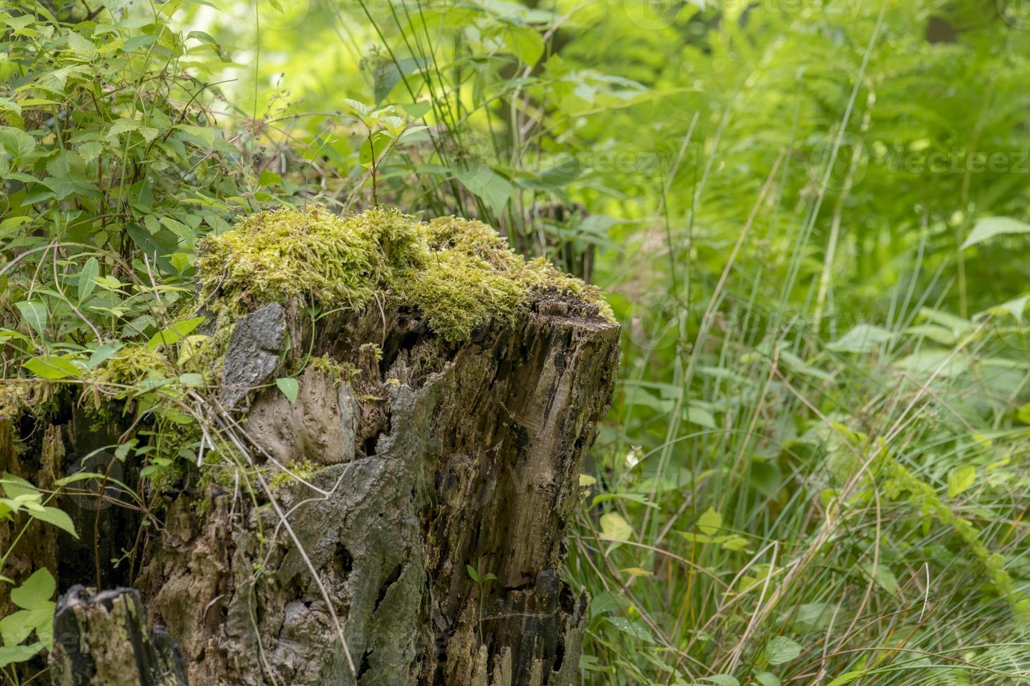 Páramo alemán paisaje forestal con helechos y árboles de hoja caduca en verano foto