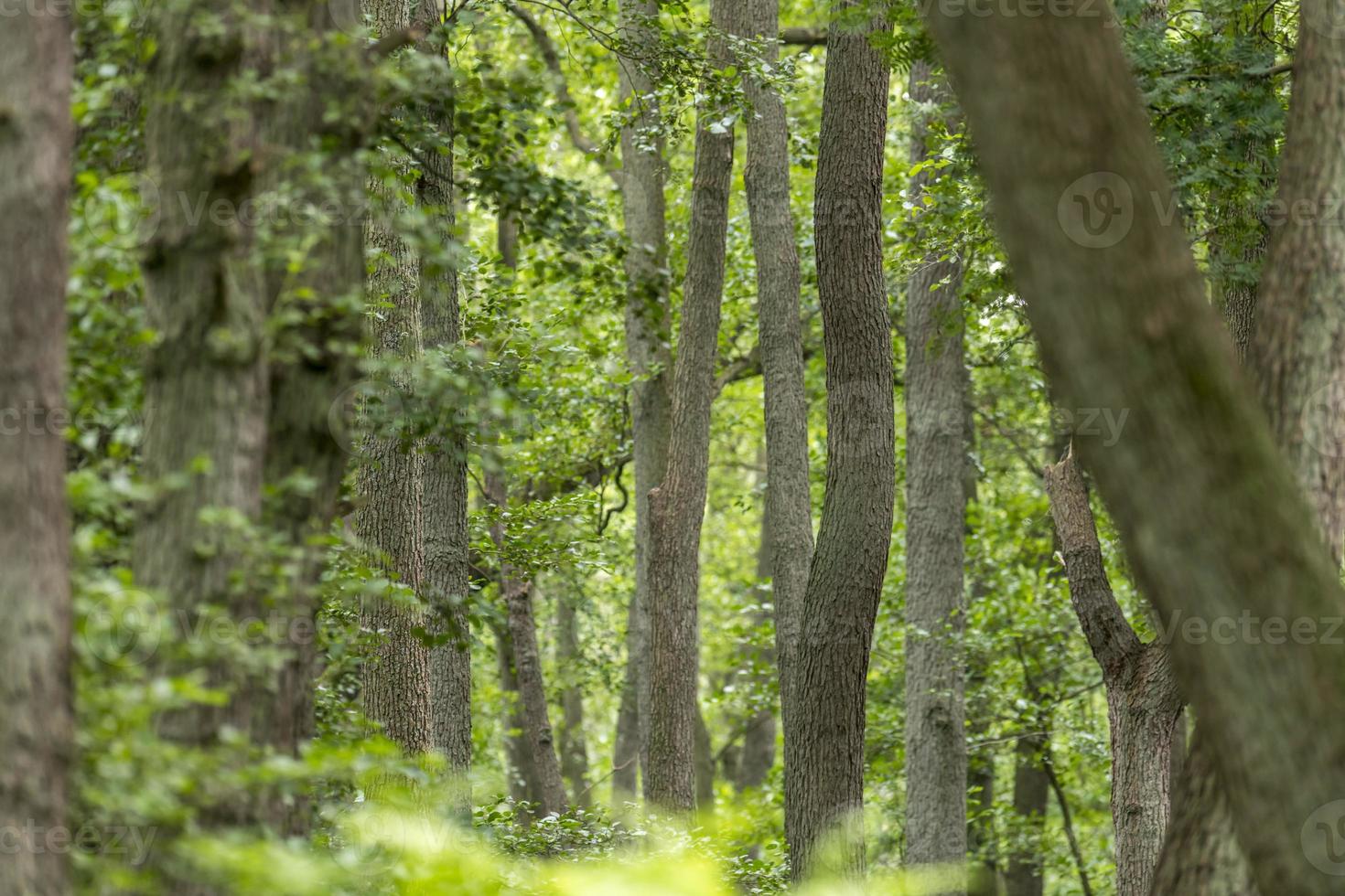 Páramo alemán paisaje forestal con helechos y árboles de hoja caduca en verano foto