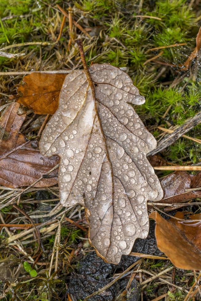 Oak leaf with dew drops in autumnal colors On a forest floor with pine needles moss and foliage photo