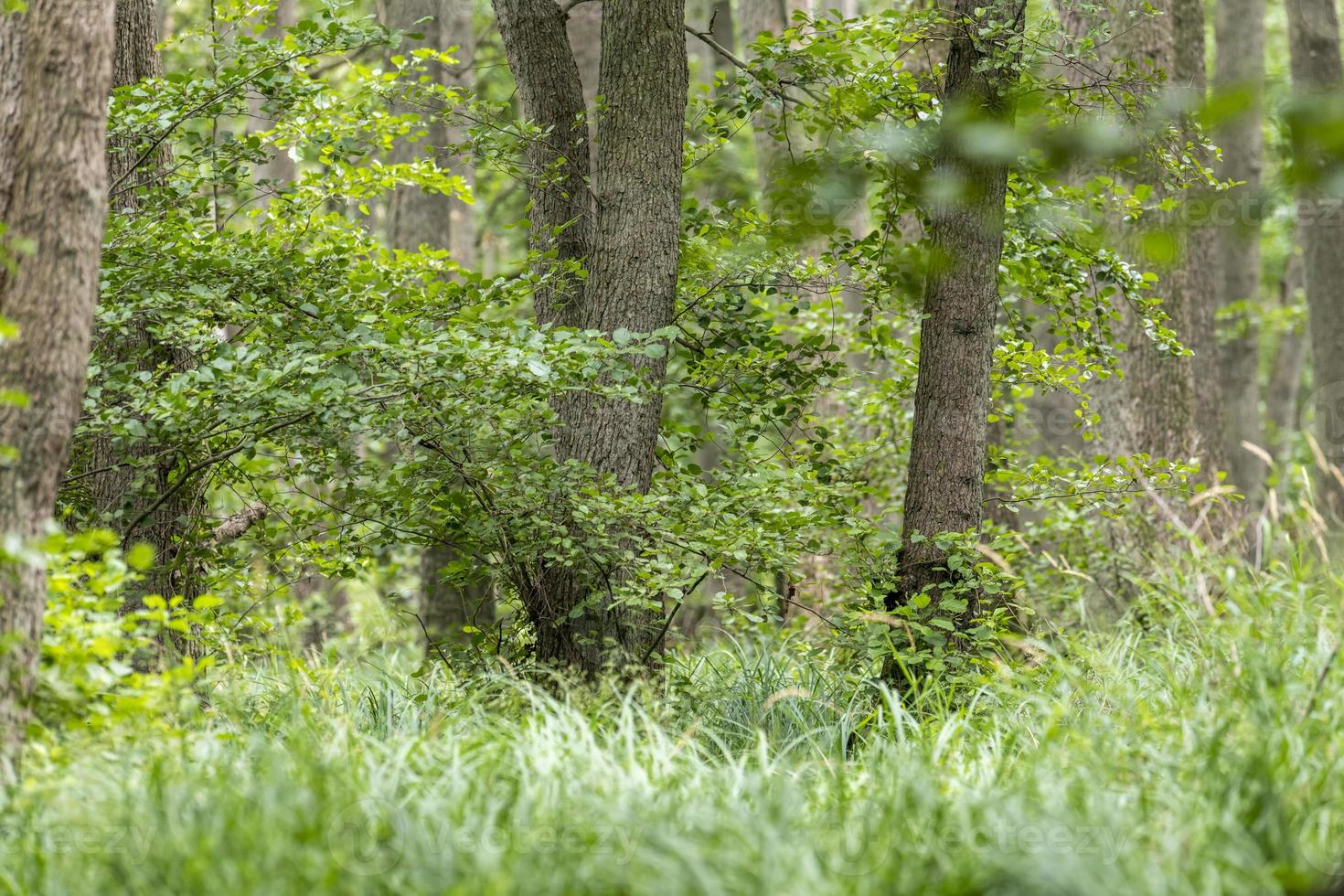 Páramo alemán paisaje forestal con helechos y árboles de hoja caduca en verano foto