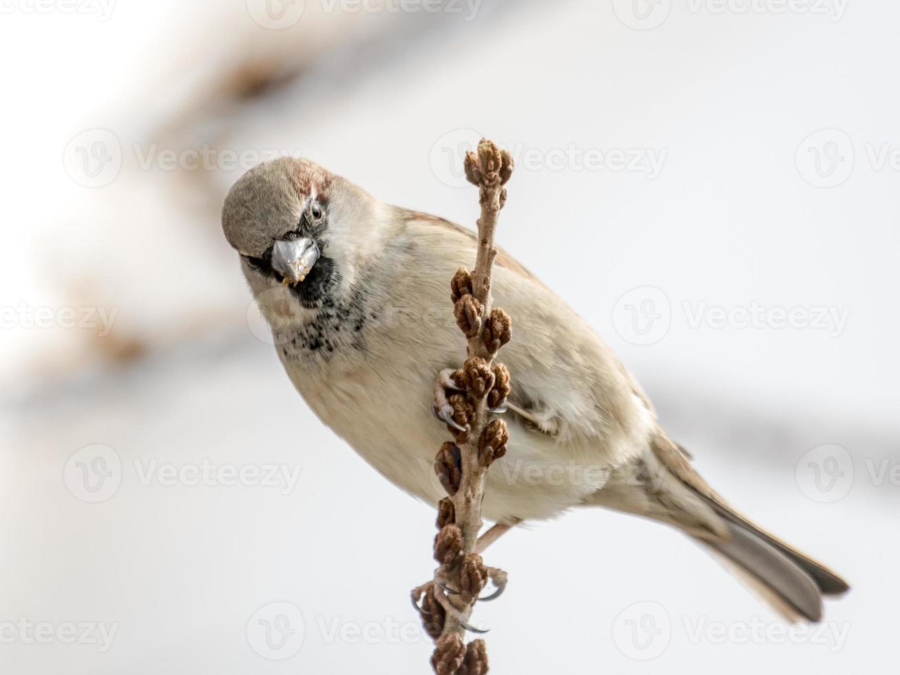 Gorrión macho se asienta en un denso arbusto invernal foto