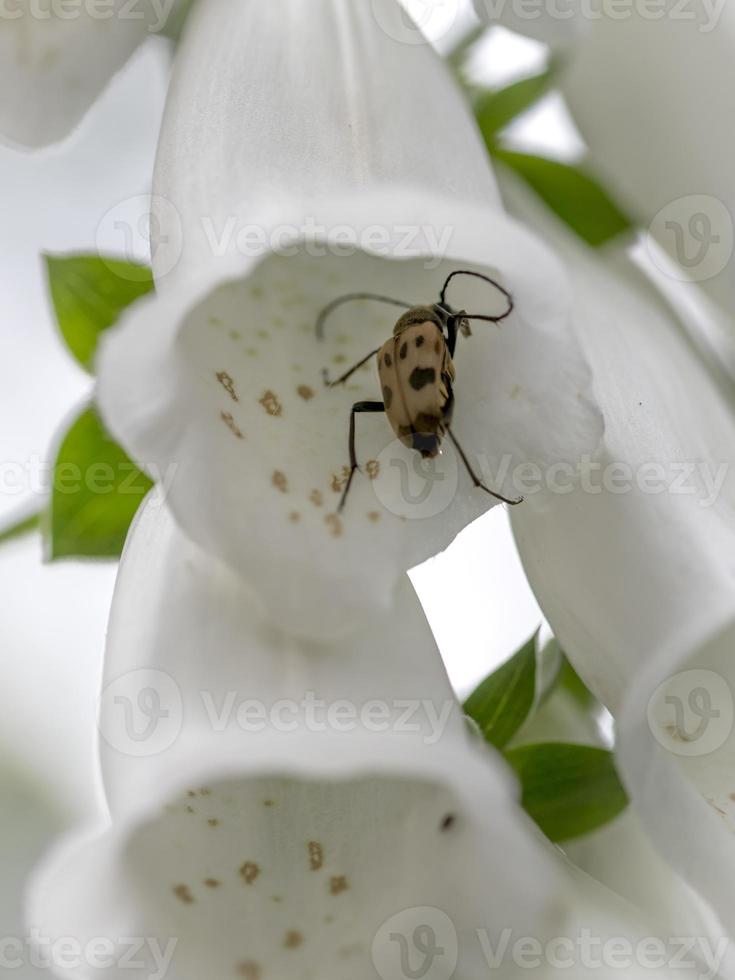 Brown wood beetle sits on a blossom of the white foxglove photo