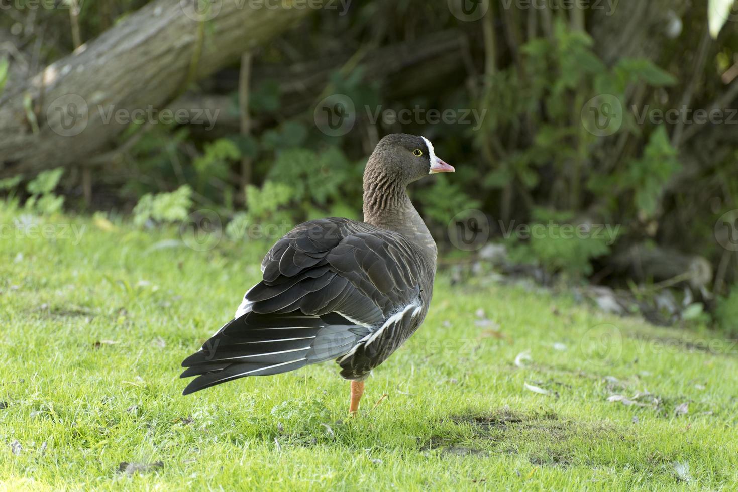 Pygmy Goose stands on one leg in a meadow photo