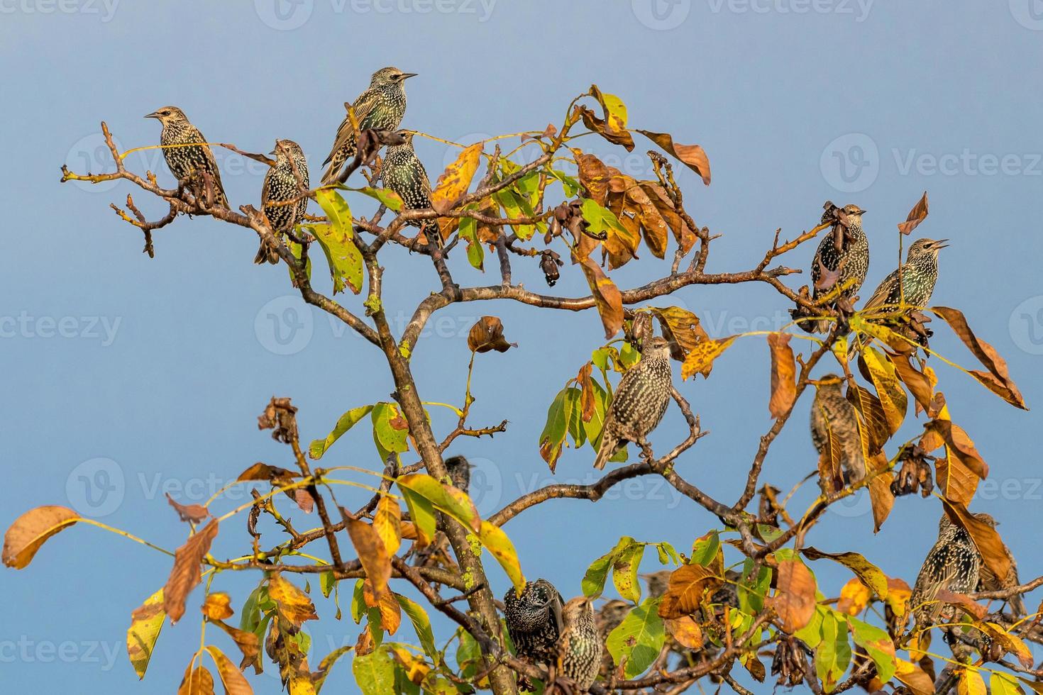 Many starlings are sitting on a walnut tree with autumnal foliage and blue sky photo