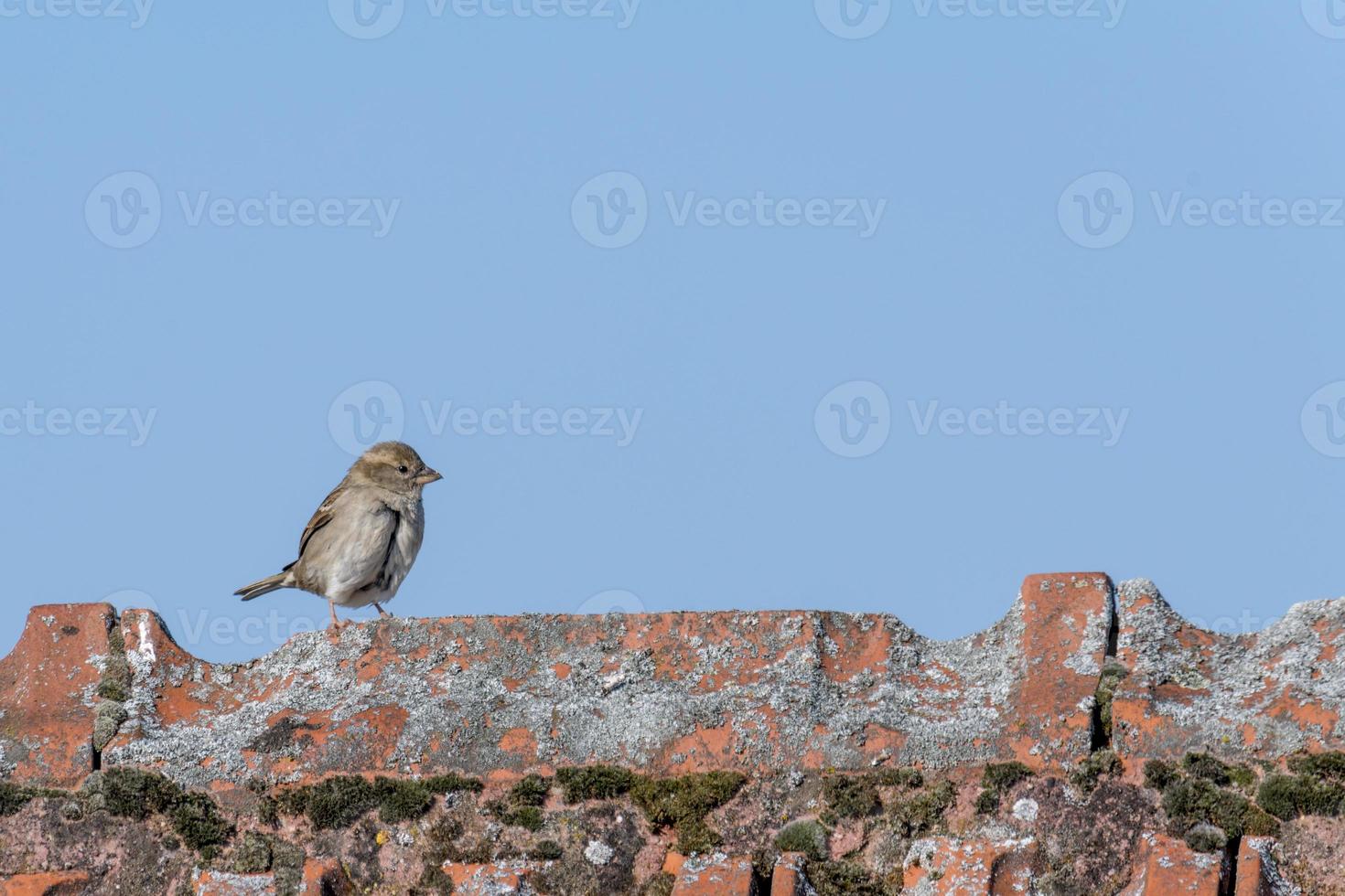 sparrow walks over a roof ridge with copy space photo