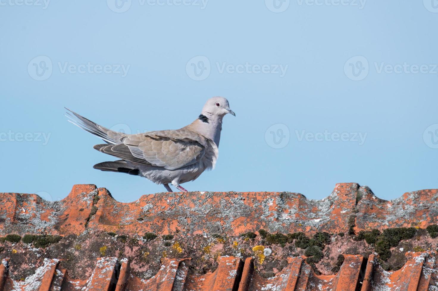 Ringdove camina sobre una cumbrera del techo con espacio de copia foto