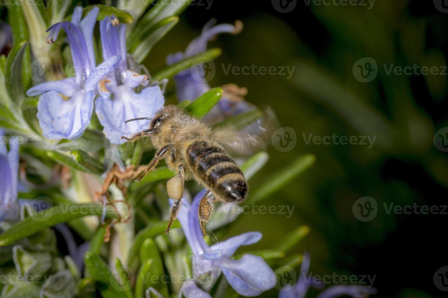 la abeja en la primavera está volando a una flor de romero foto