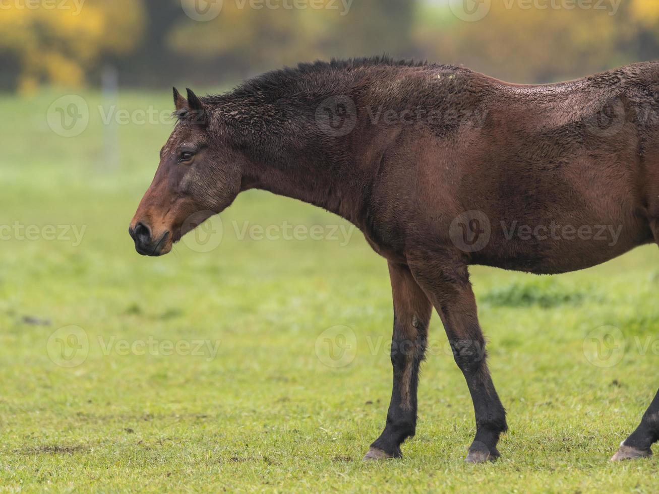 Caballo marrón con pelaje sucio está de pie sobre una pradera foto