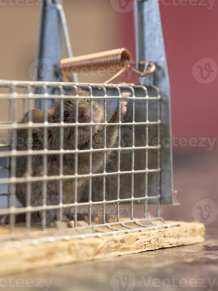 Little mouse sits trapped in a wire trap against blurred background photo