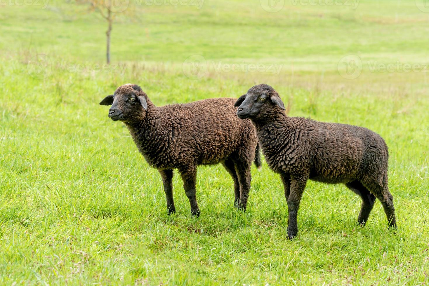 Side shot of two brown lambs standing next to each other in a meadow photo