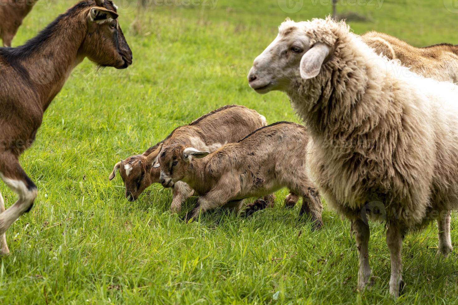 Two playing brown and white young domestic goats with sheep and adult goat photo