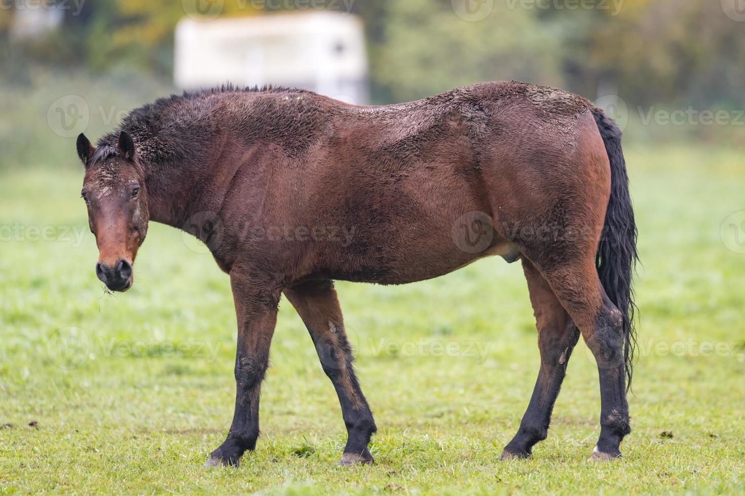 Caballo marrón con pelaje sucio está de pie sobre una pradera foto