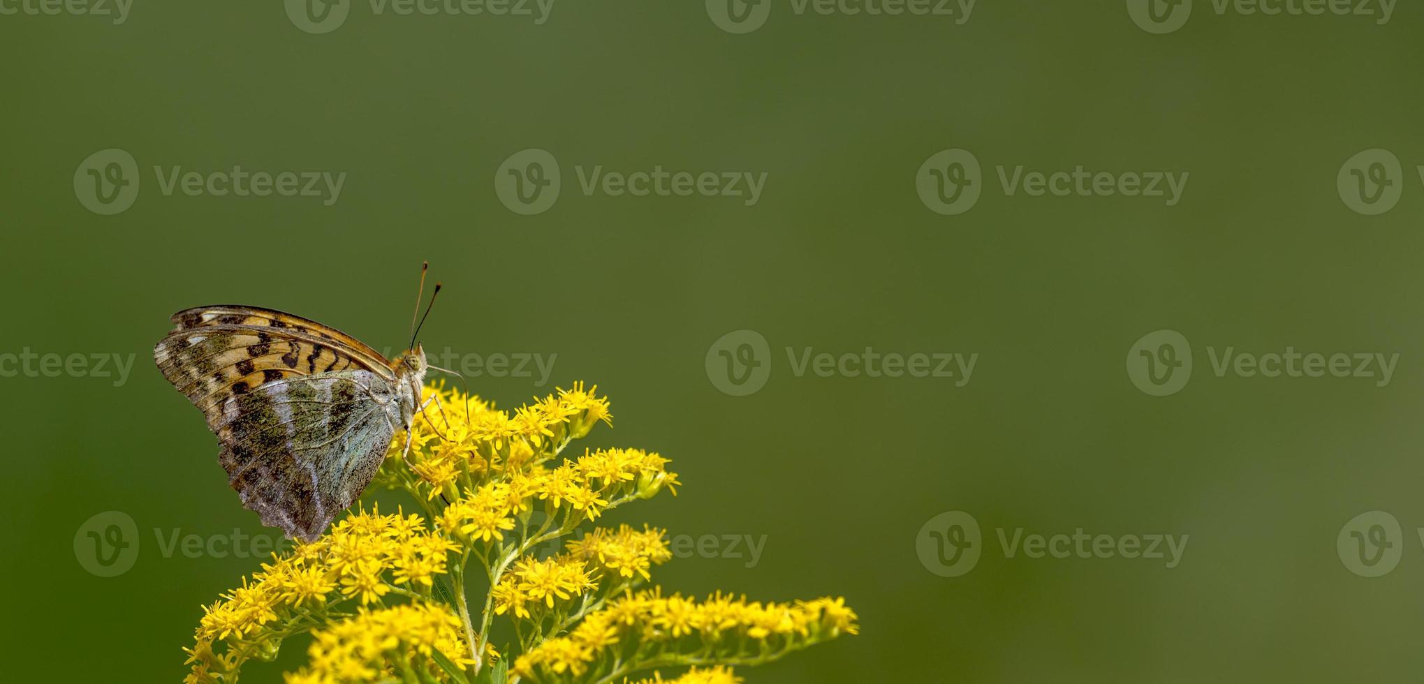 Mariposa pequeña se sienta en una flor delante de un fondo borroso verde foto