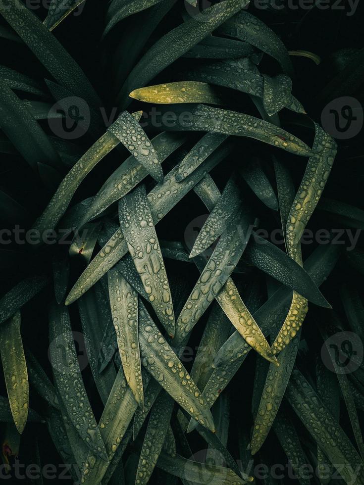 green plant leaves in the nature in springtime photo