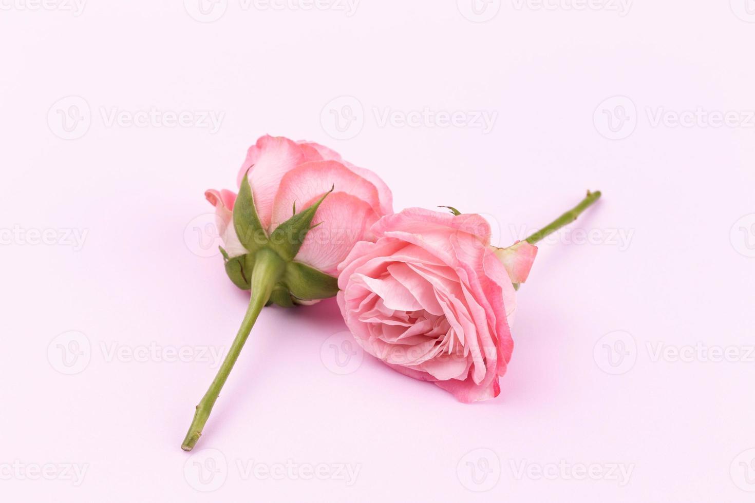 Two delicate roses on a beautiful pink background with space for text photo