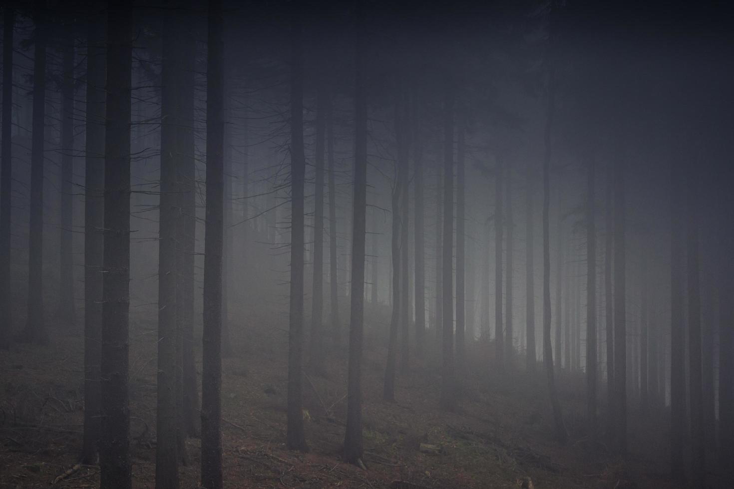 Trees in fog photo