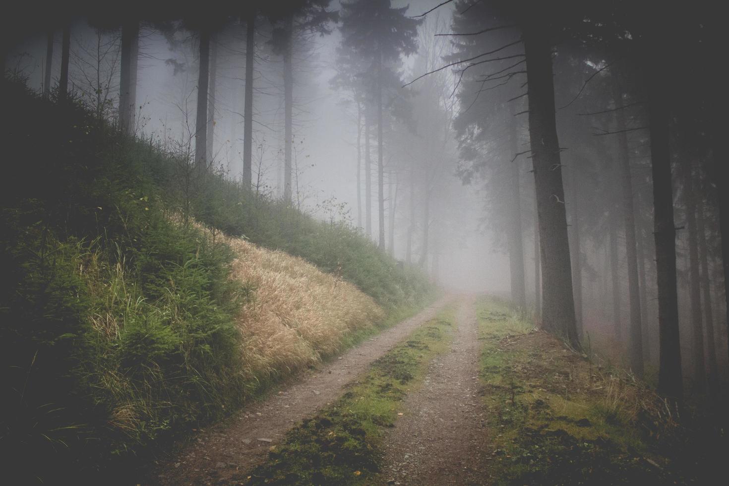 Foggy way of forest photo