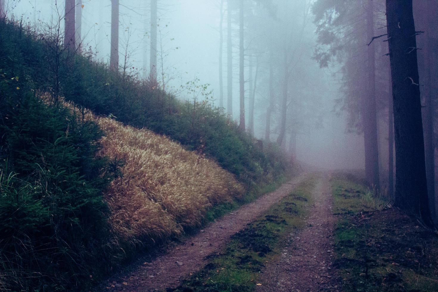 Empty footpath in forest photo