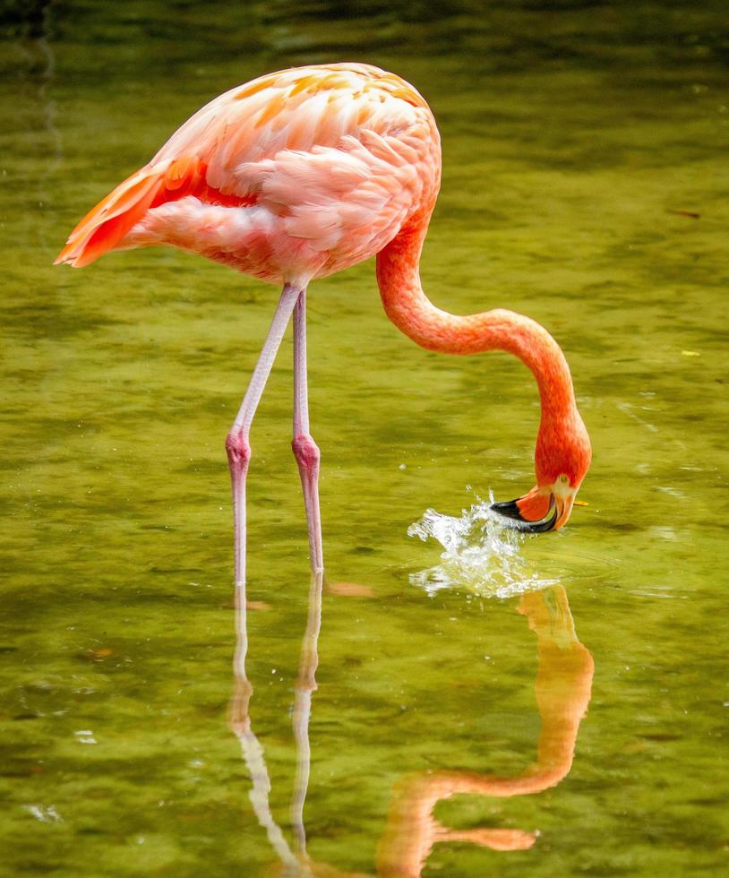 Close up of flamingo photo