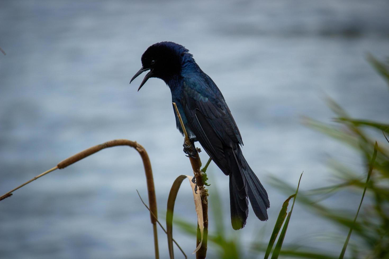 Selective focus photography of black bird perching on stick photo