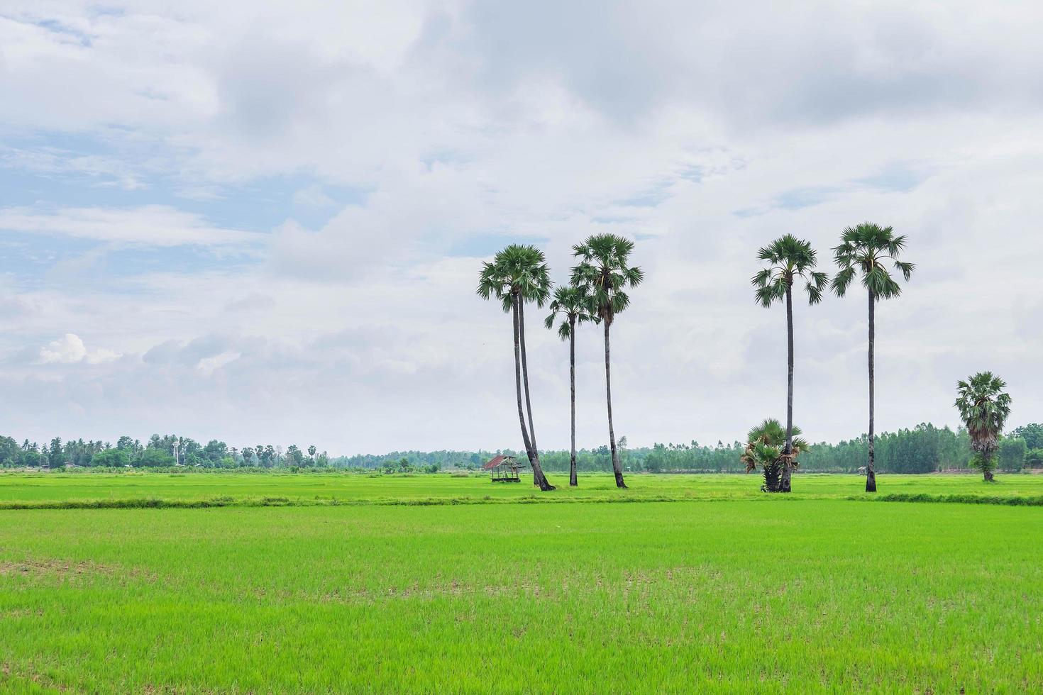 Rice fields covered with rain clouds photo