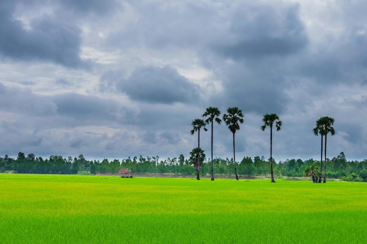 campos de arroz cubiertos de nubes de lluvia foto