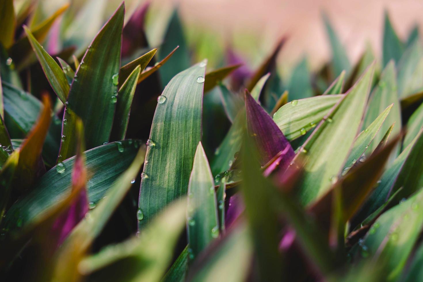 Tradescantia spathacea  background and nature backdrop photo