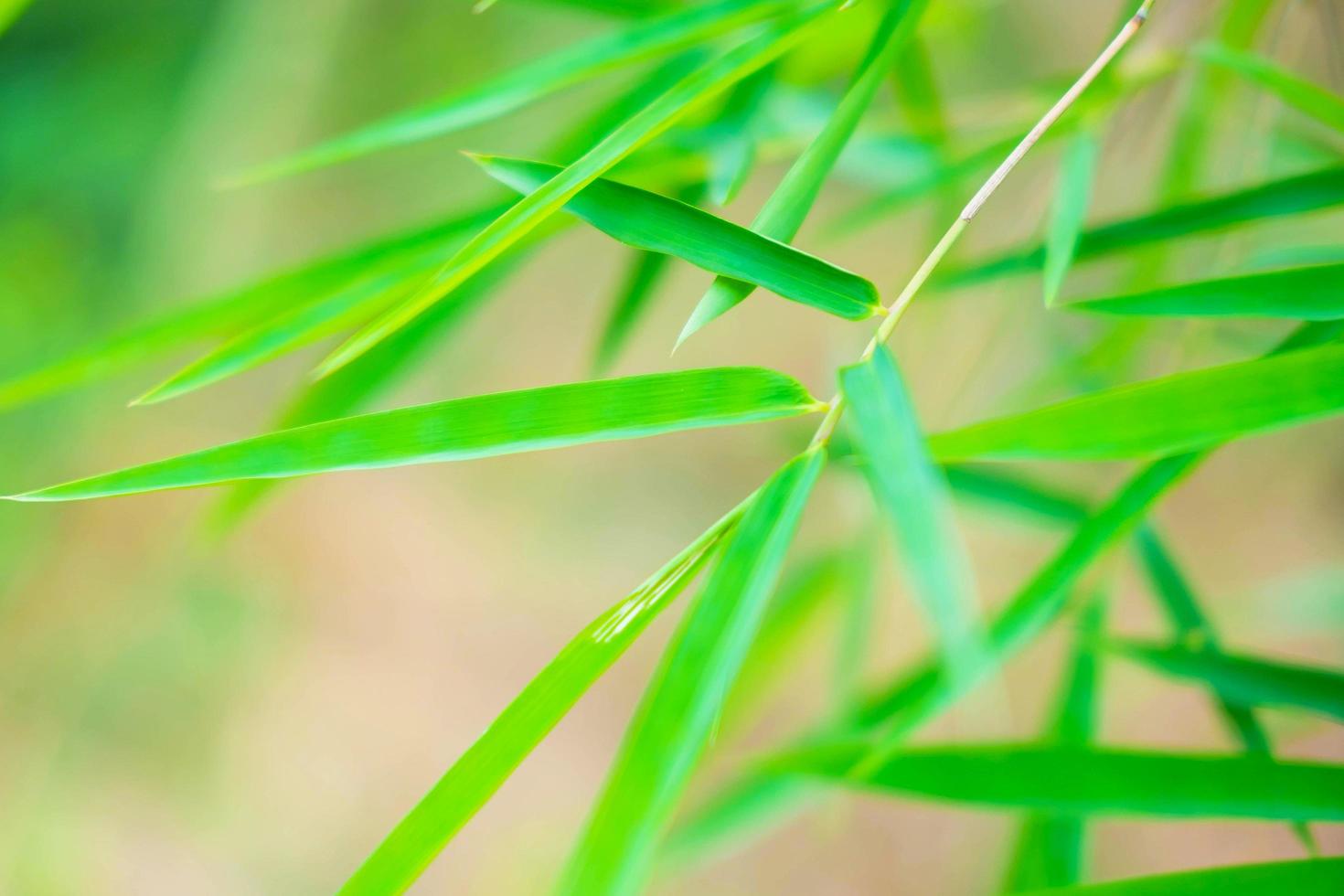 Bamboo leaf background photo