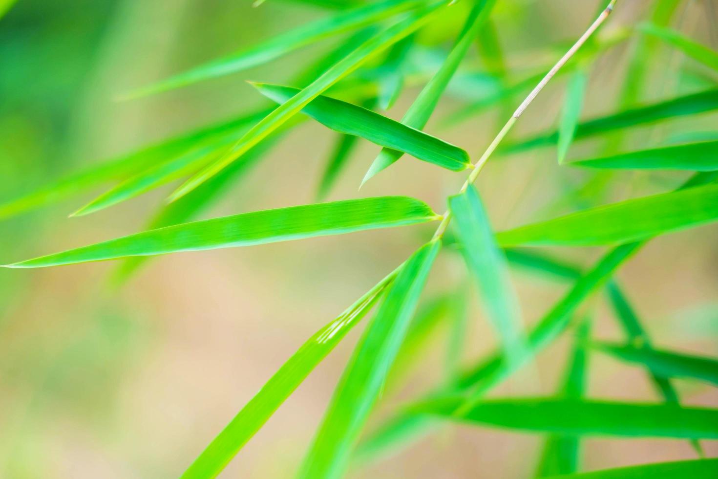 fondo de hoja de bambú foto