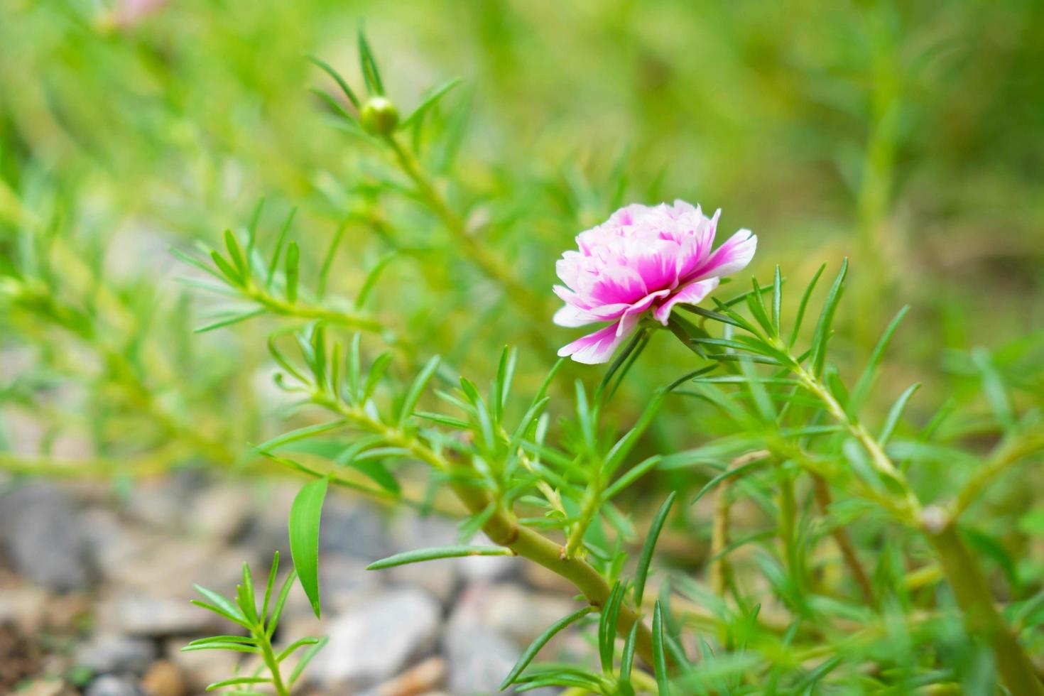 Purslane Flower Background photo