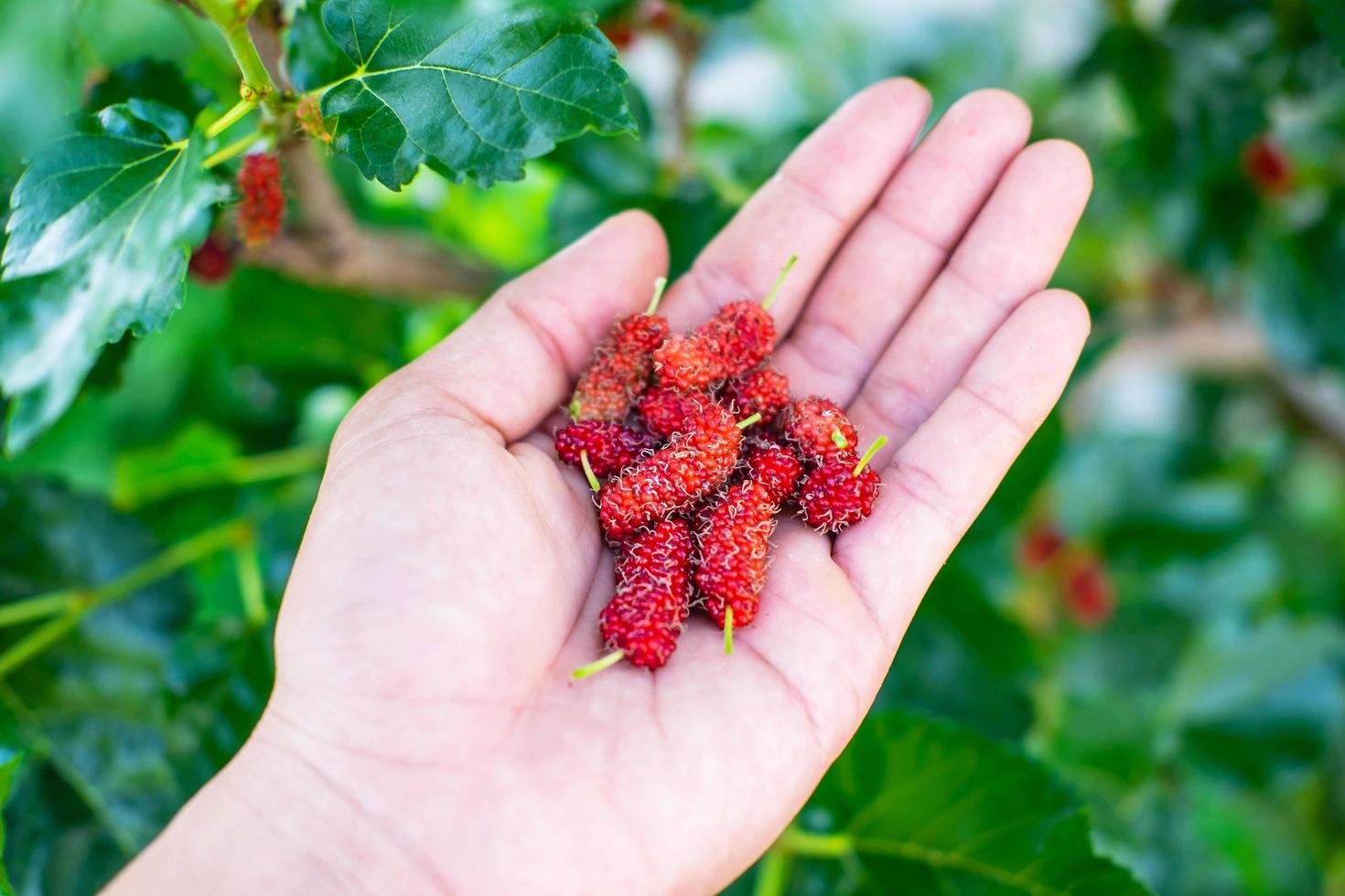 Fresh mulberry fruit in hand photo