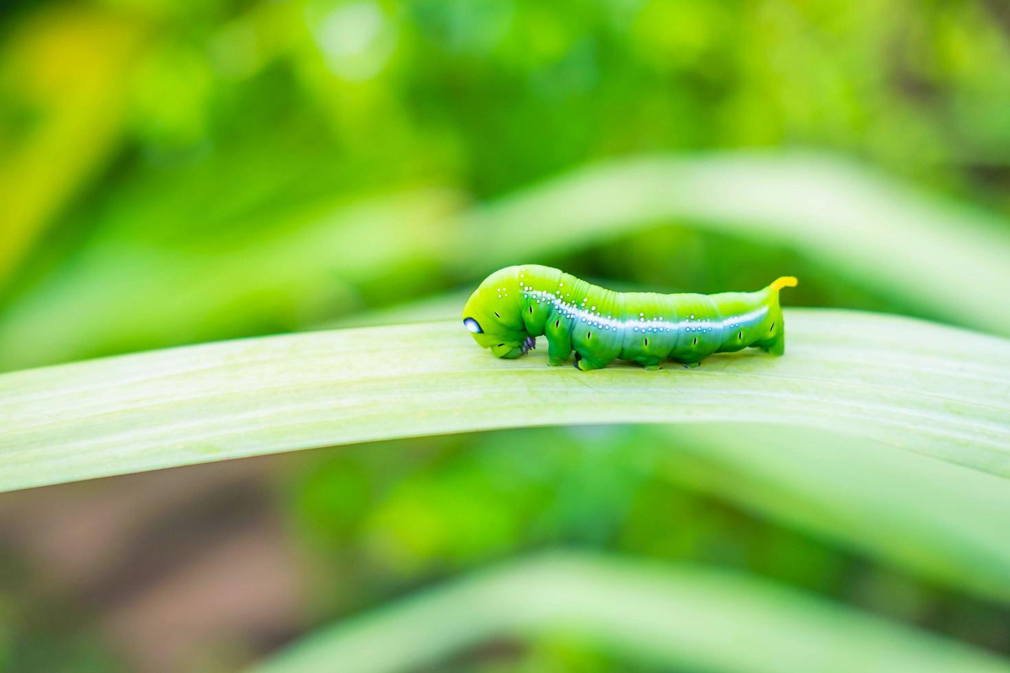 Green worm on the leaf photo