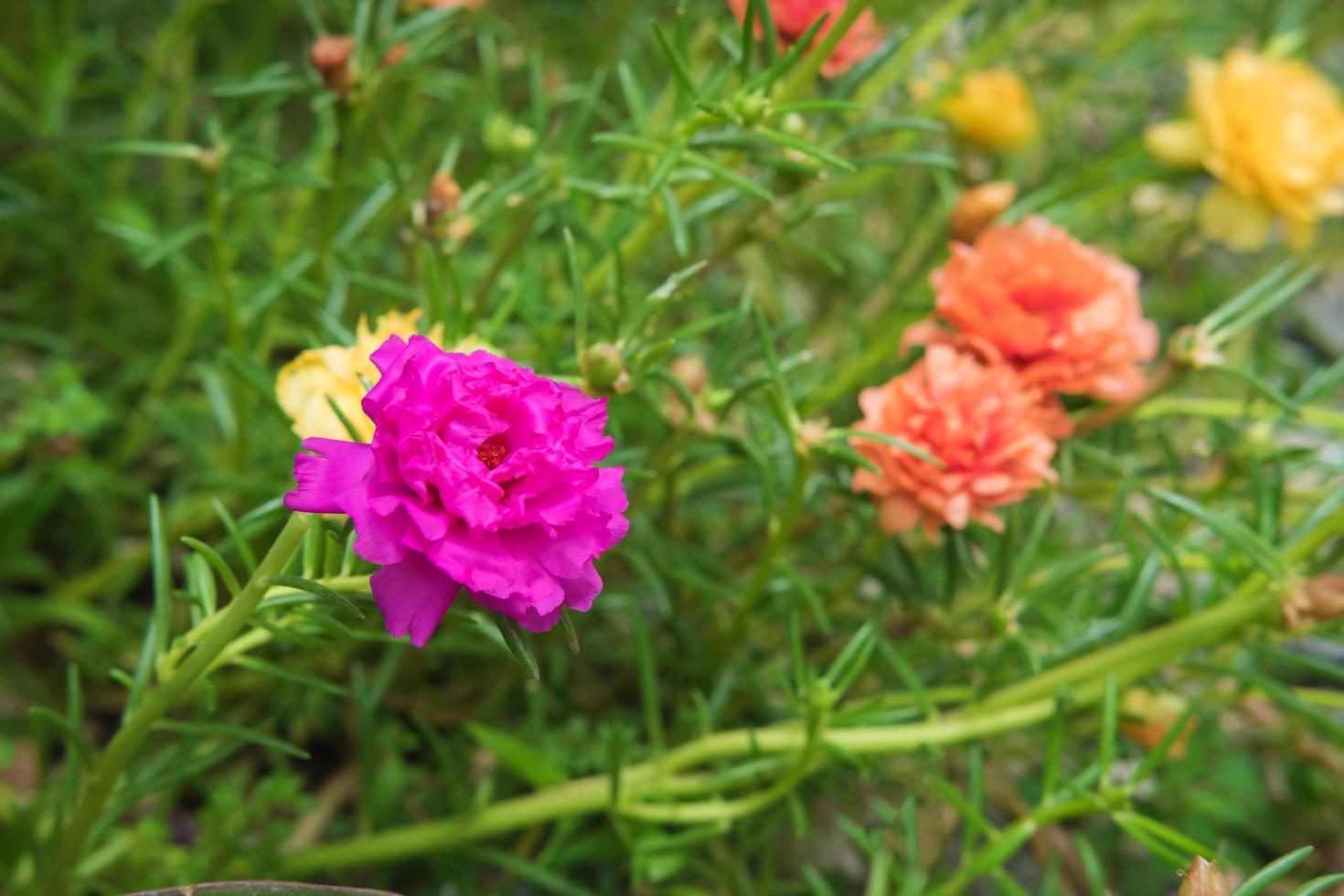 Purslane Flower Background 2437338 Stock Photo at Vecteezy