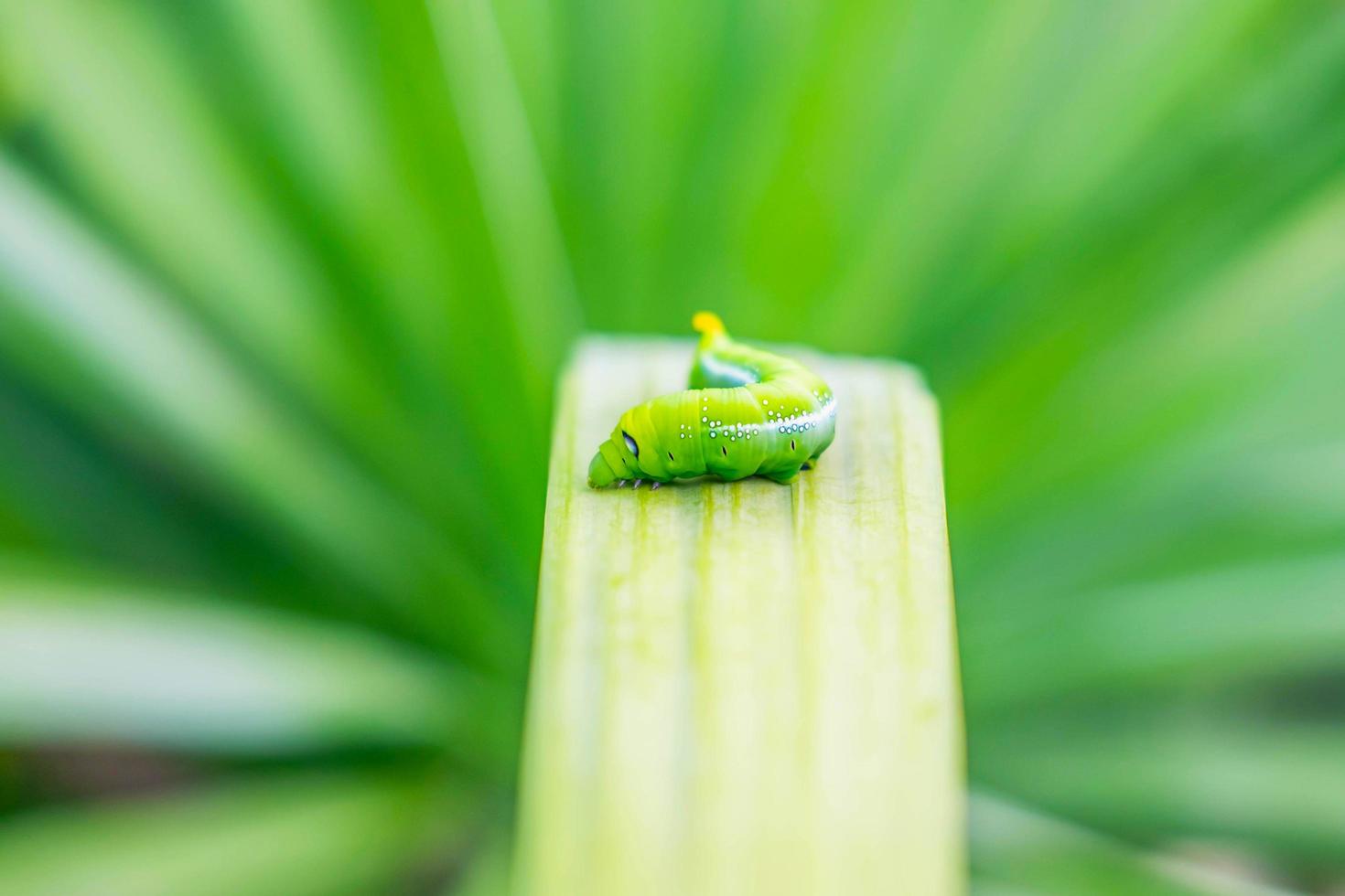 Green worm on the leaf photo